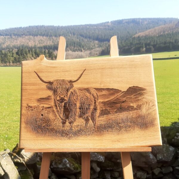 Highland Cow
