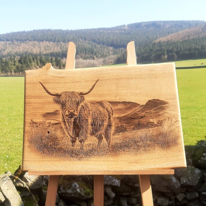 Highland Cow